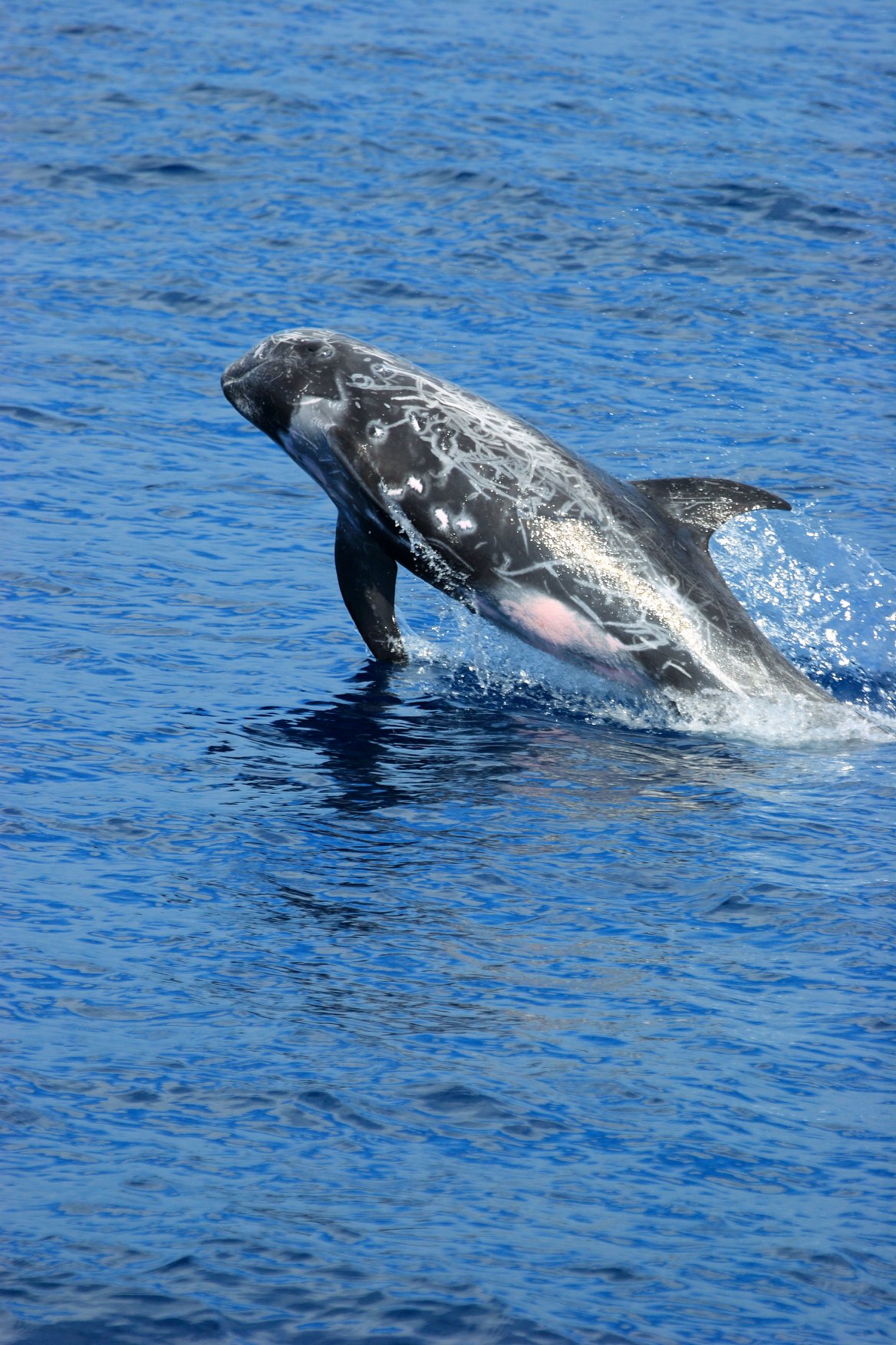 海廢行動計劃-國際新知_3