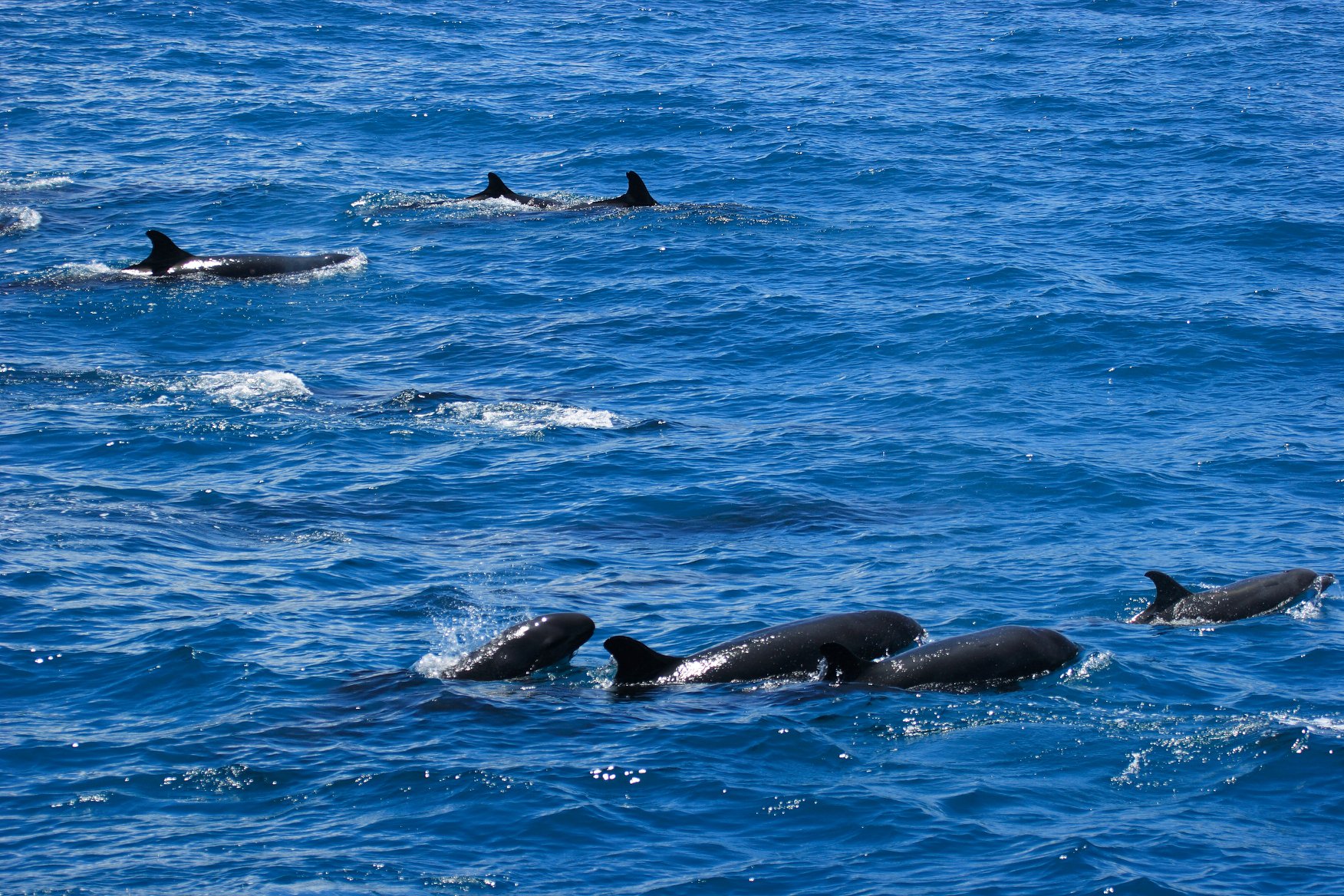 海廢行動計劃-國際新知_5