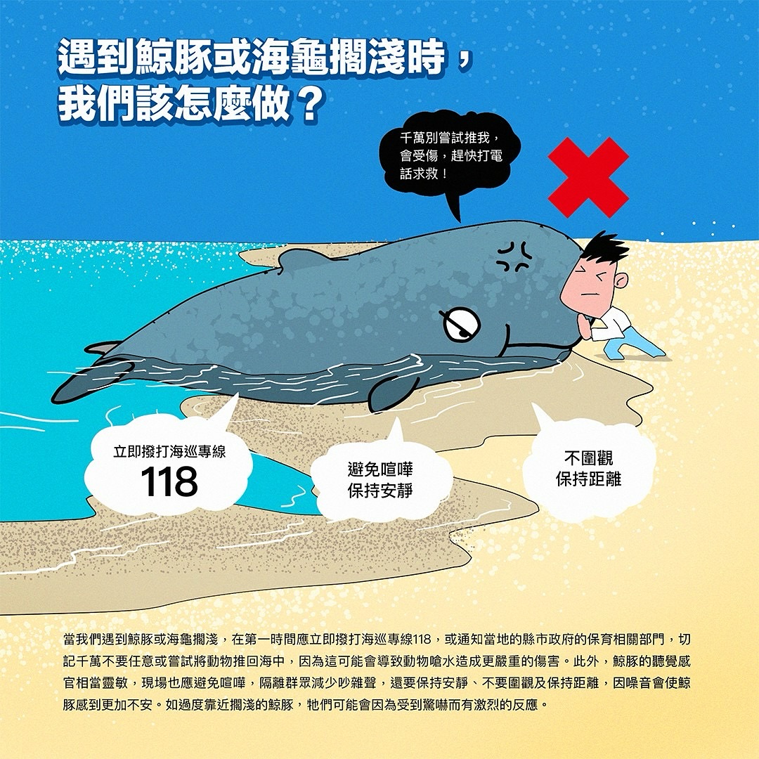 遇到鯨豚或海龜擱淺時該怎麼做