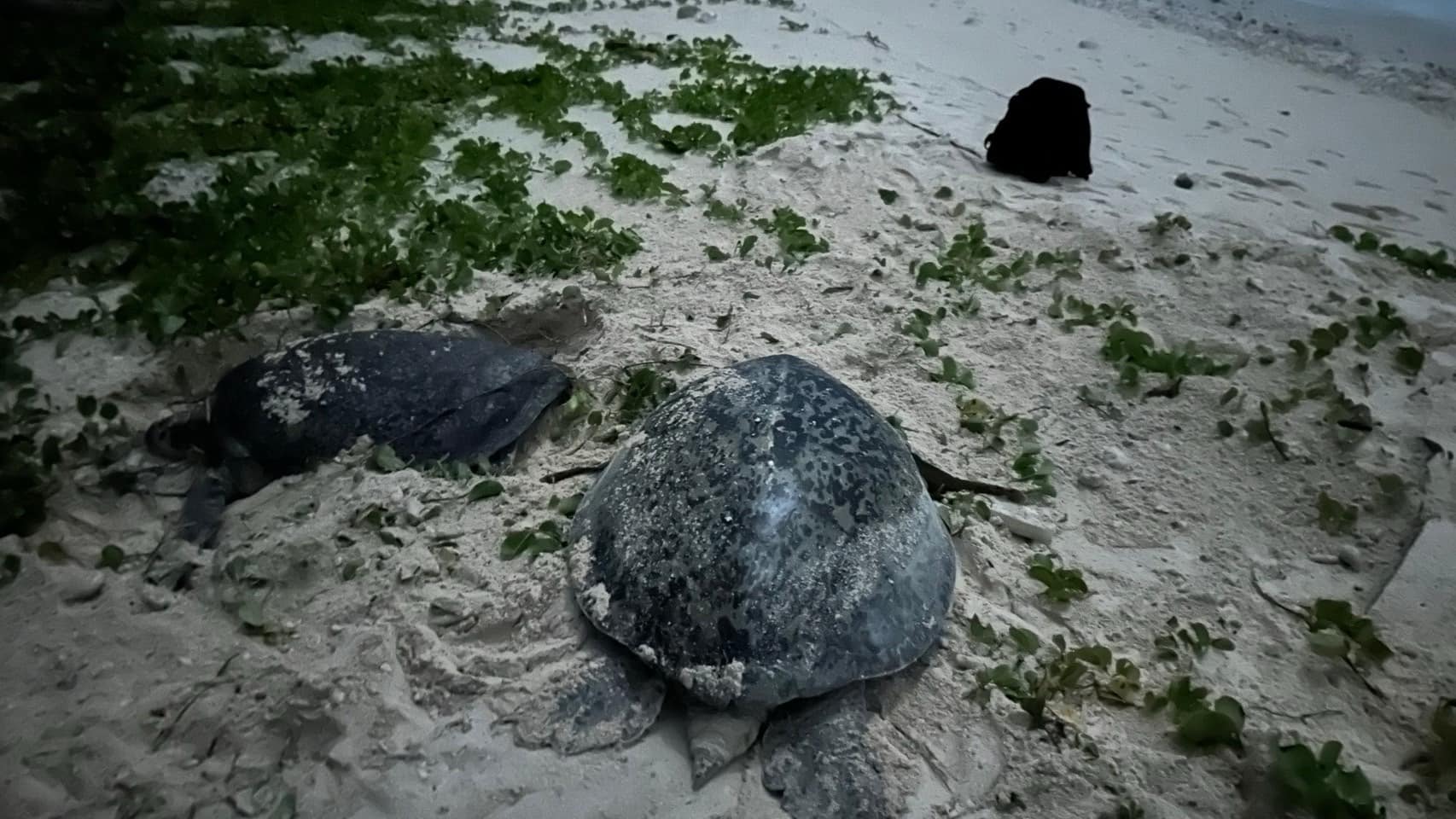 小海龜的夢想起飛地3