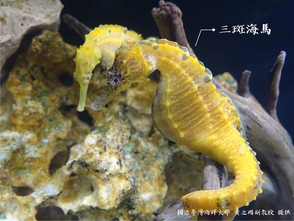 海馬不是馬？！1