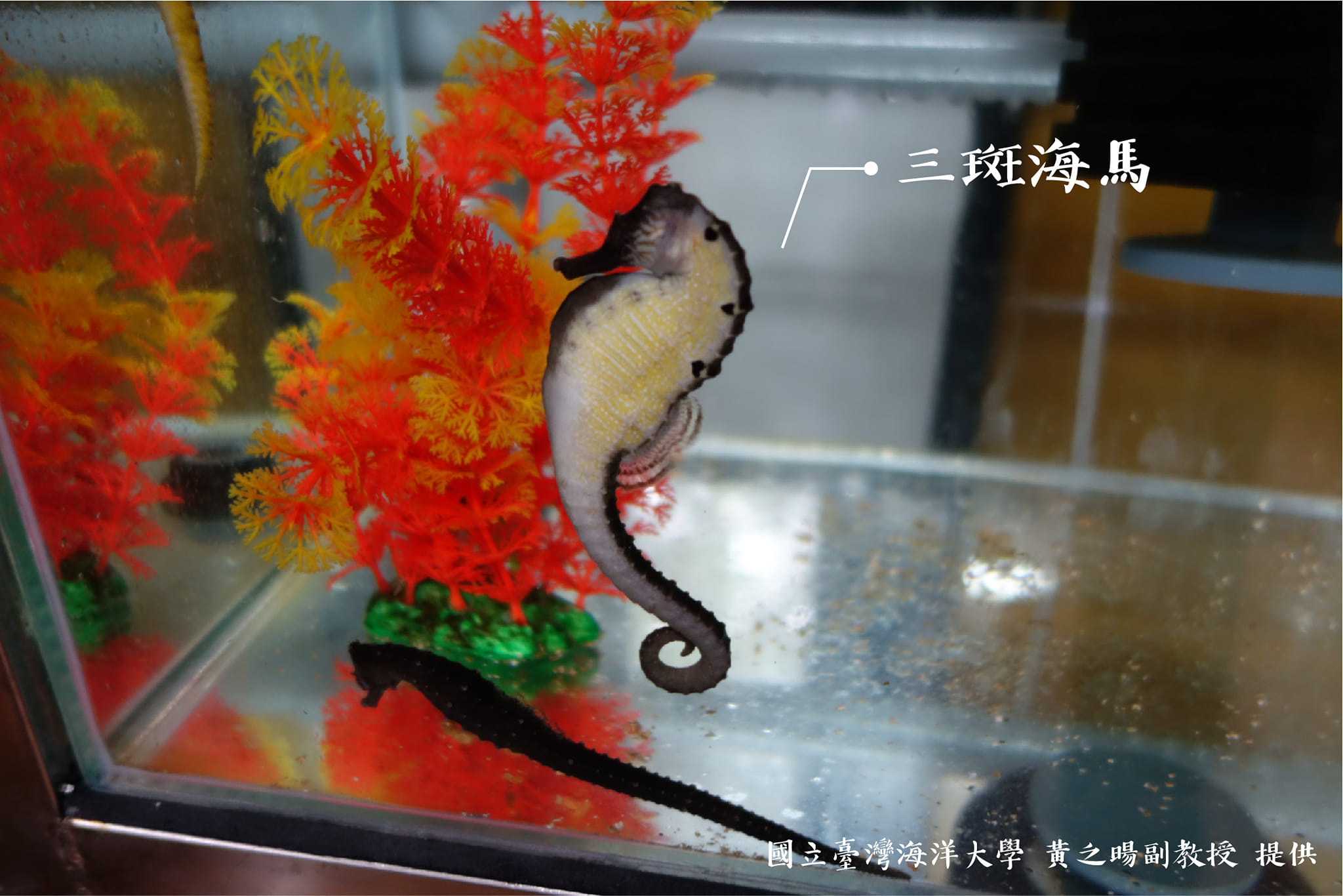 海馬不是馬？！2