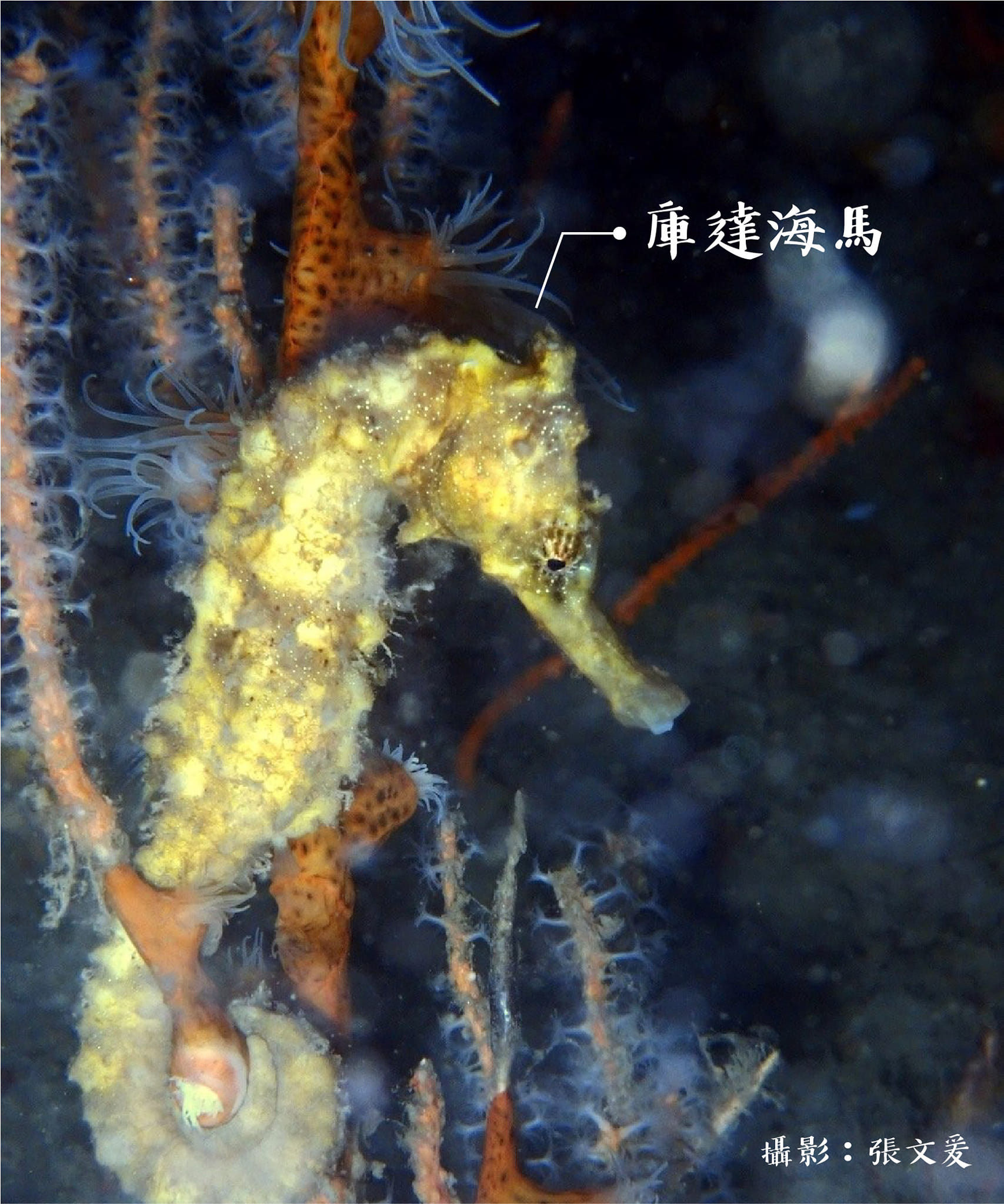 海馬不是馬？！3
