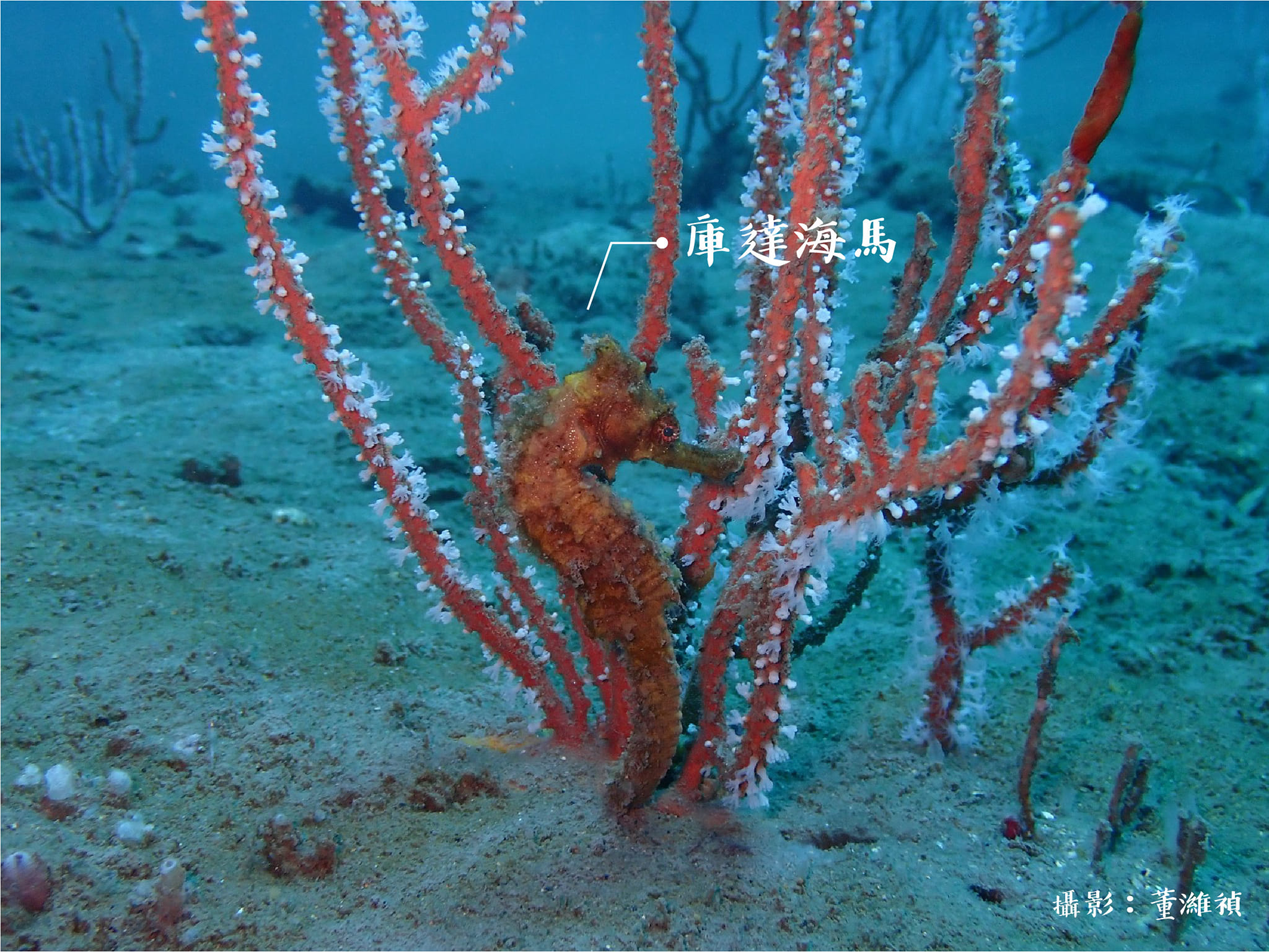 海馬不是馬？！4