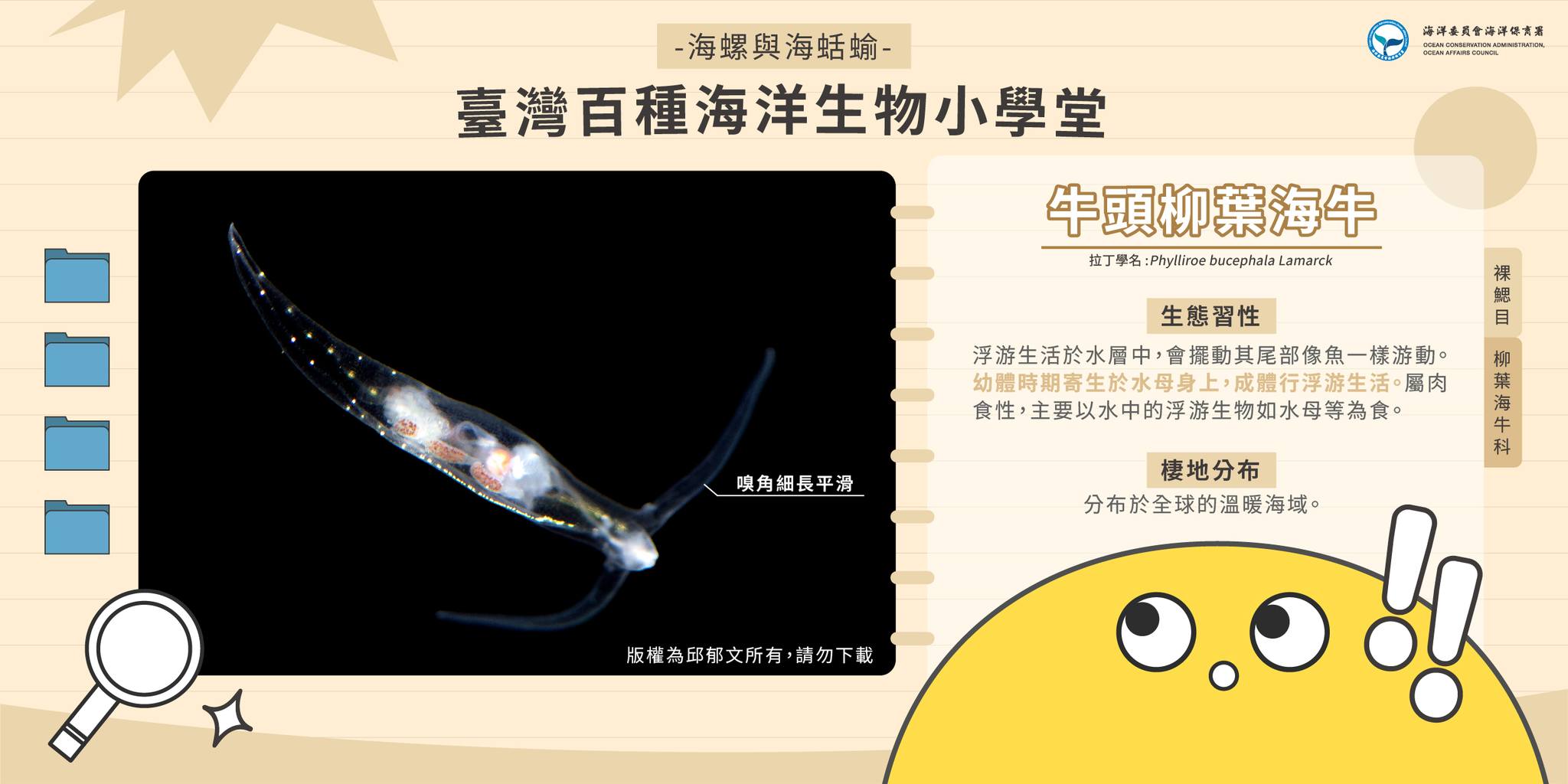 牛頭柳葉海牛登場1