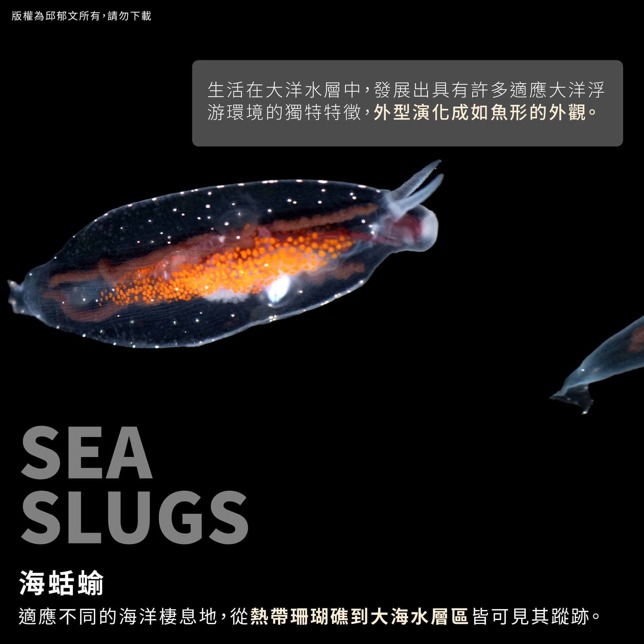 牛頭柳葉海牛登場2