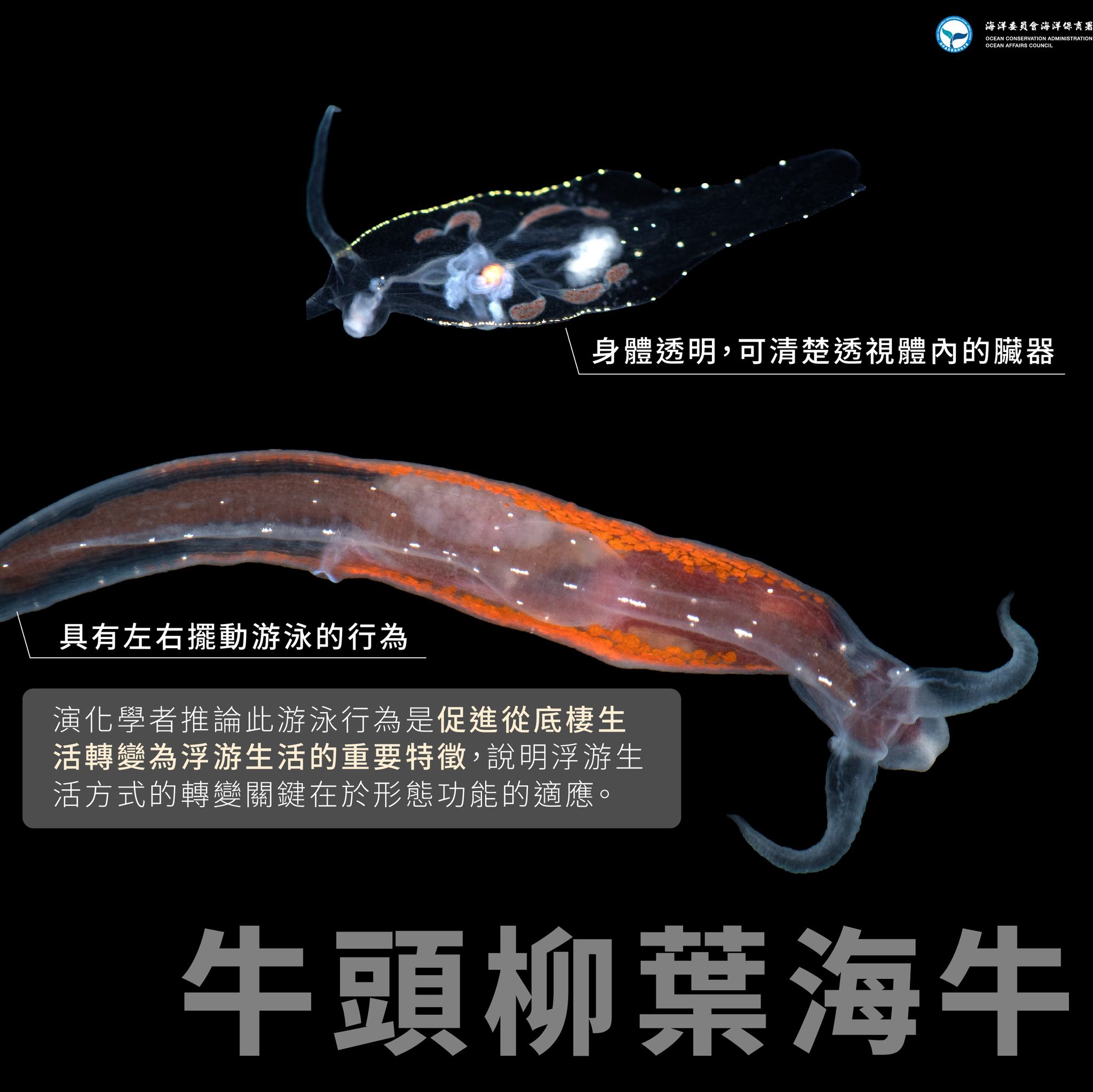 牛頭柳葉海牛登場3