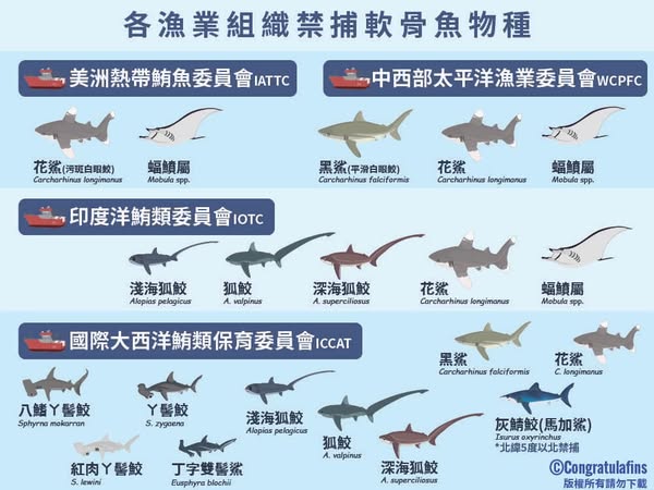 鯊魚關注日來了1