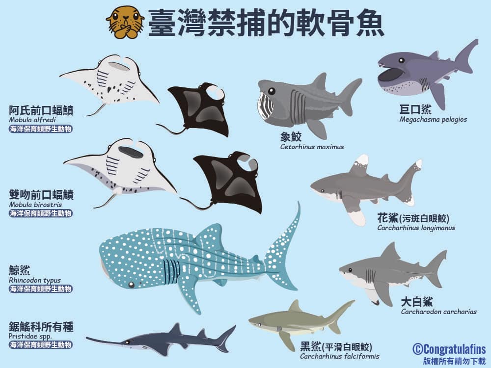鯊魚關注日來了2