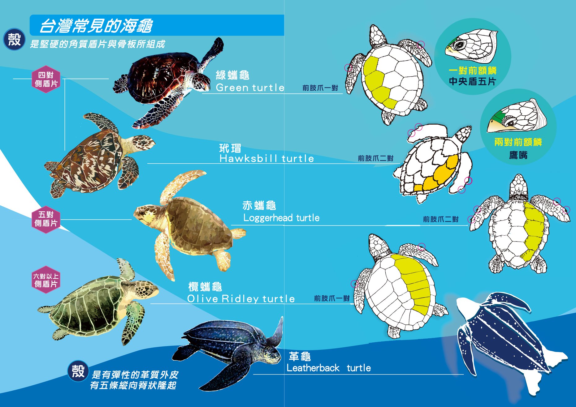 臺灣常見的海龜辨識與友善賞龜5不原則-1