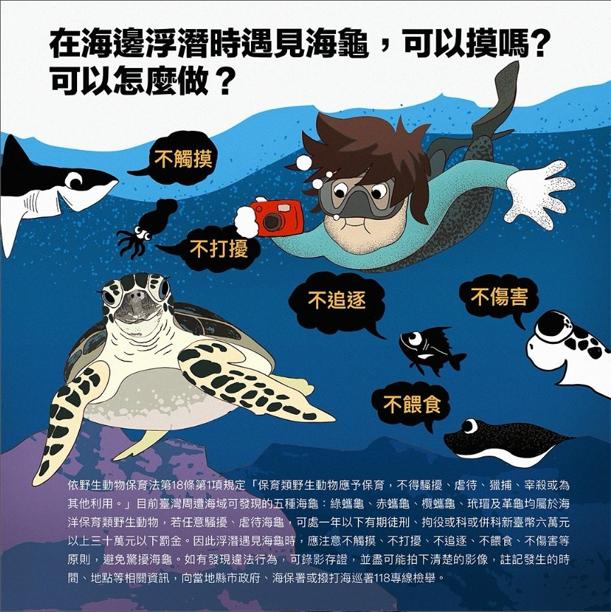 在海邊浮潛遇到海龜時可以摸嗎