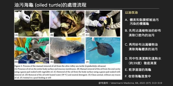 油污海龜的處理流程-1