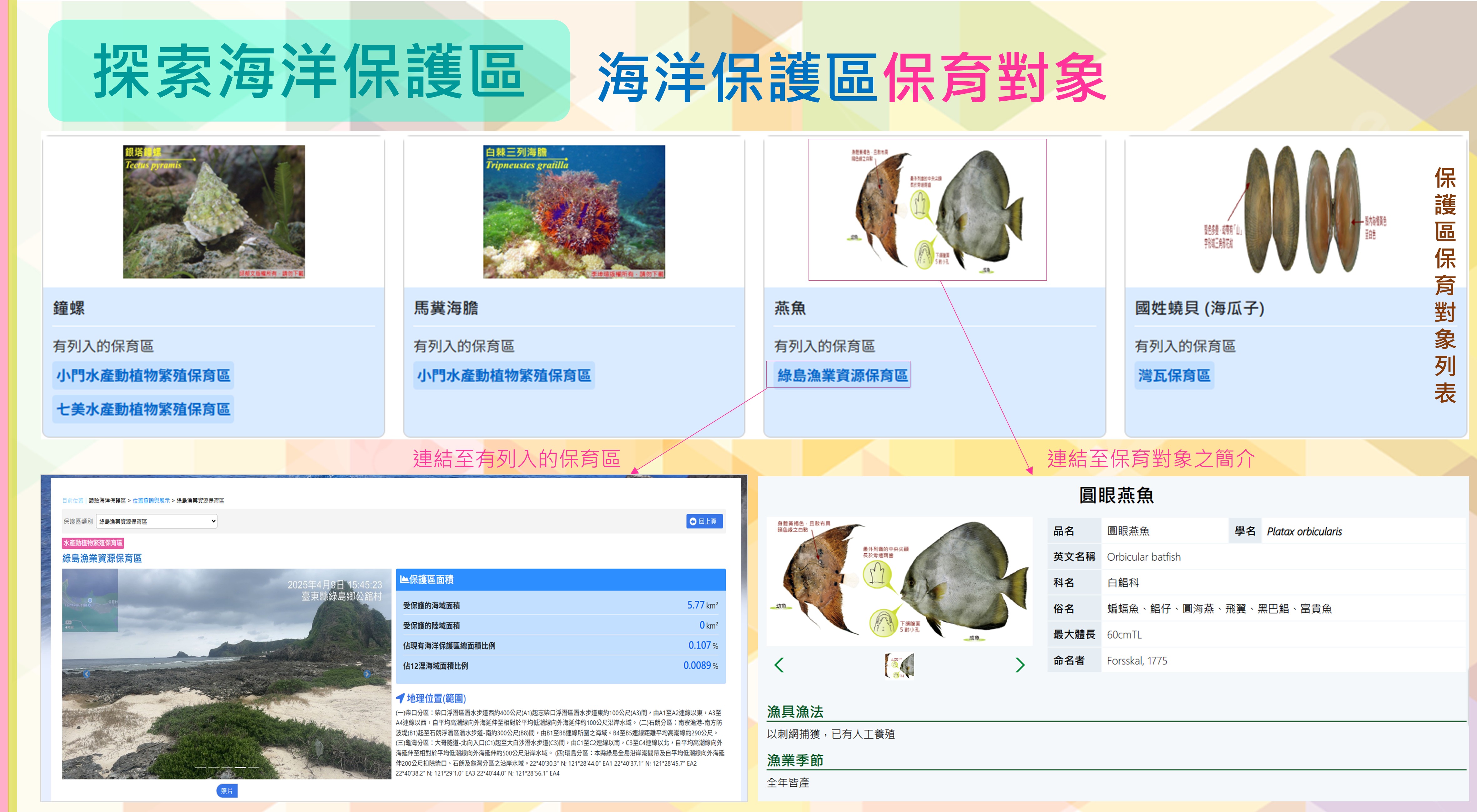 海洋保護區保育對象查詢，以圖卡列出各保育物種，可連結至物種簡介或有列入該物種的保護區